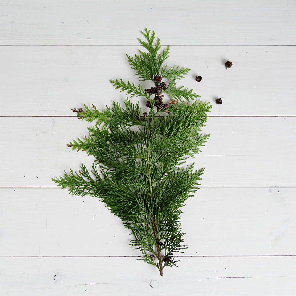 Fall For DIY Christmas Evergreen Plant Pic