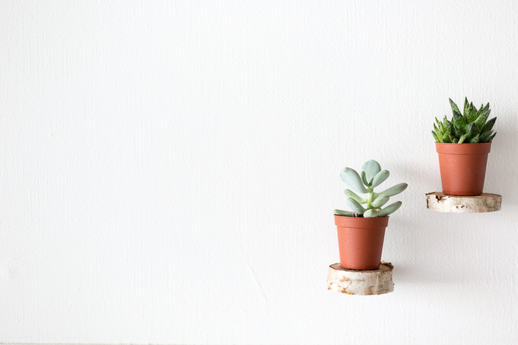 DIY Birch Slice Floating Plant Shelves Tutorial | @fallfordiy