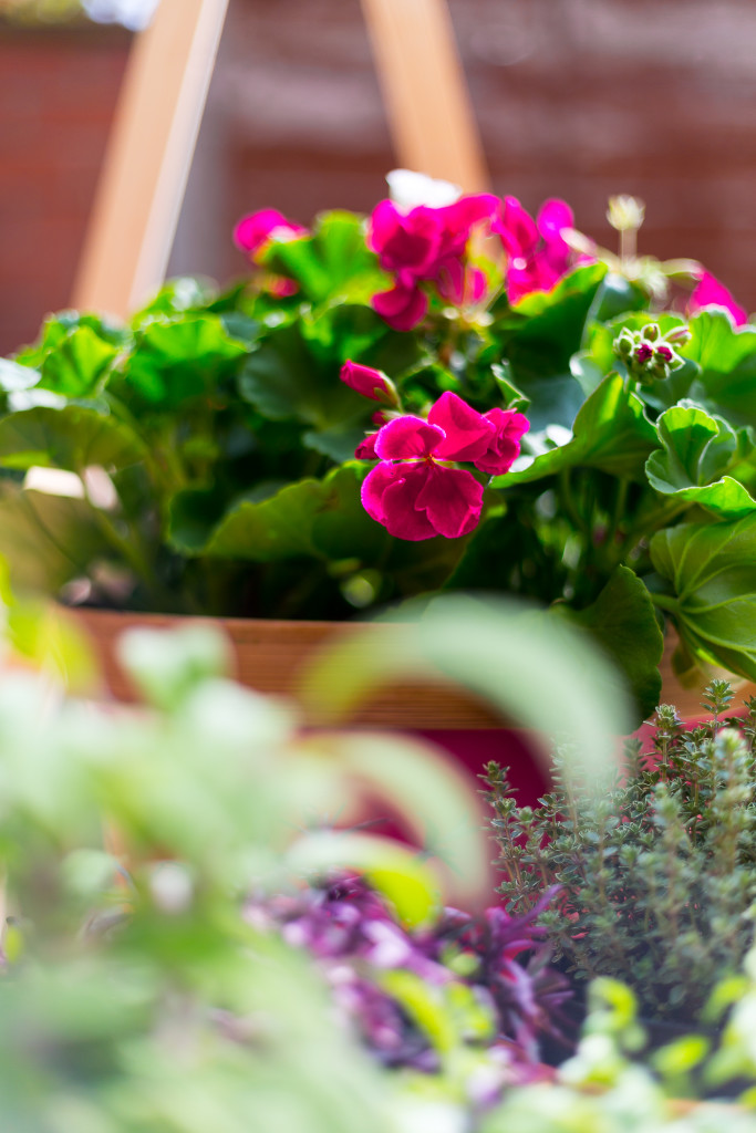 DIY Ladder Plant Shelf for a Small Garden or Balcony | @fallfordiy-21