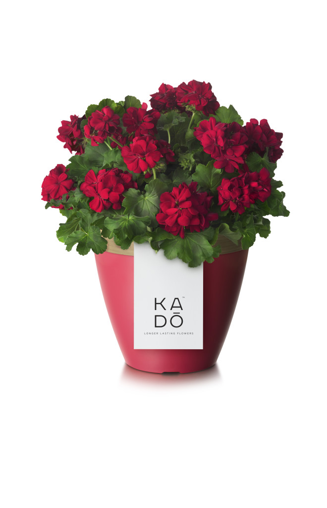 KADO POT - PINK